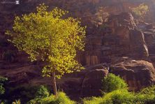 wish tree.jpg
